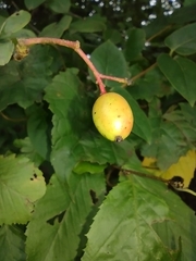 Viburnum prunifolium