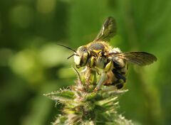 Anthidium florentinum