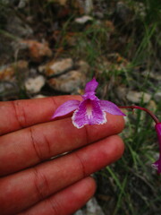 Bletia greenwoodiana