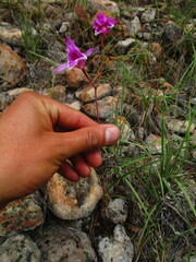Bletia greenwoodiana
