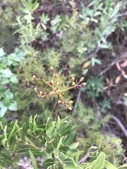 Bupleurum fruticosum