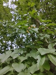 Viburnum prunifolium
