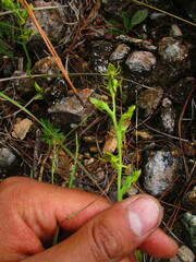 Habenaria filifera