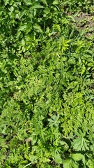 Anthriscus sylvestris