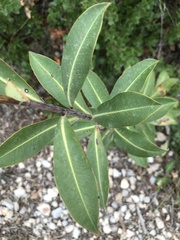 Bupleurum fruticosum