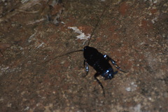 Blattinae
