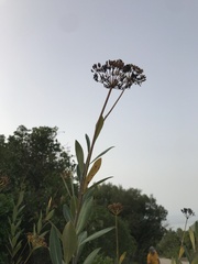 Bupleurum fruticosum