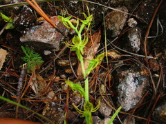 Habenaria filifera