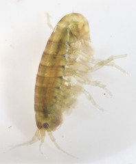 Hyalella