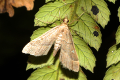 Diplopseustis prophetica