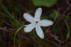 Parnassia grandifolia