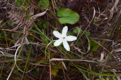 Parnassia grandifolia