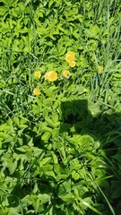 Taraxacum officinale