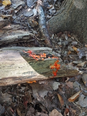 Tulasnella aurantiaca