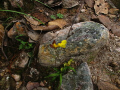 Oncidium graminifolium