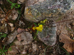 Oncidium graminifolium