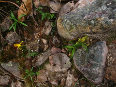 Oncidium graminifolium