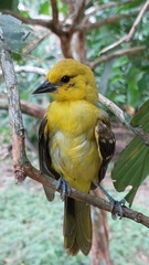 Icterus nigrogularis