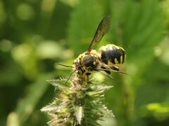 Anthidium florentinum