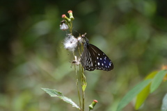 Euploea