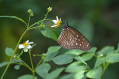 Euploea