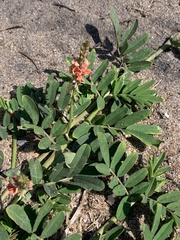 Indigofera hendecaphylla