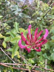 Lonicera periclymenum