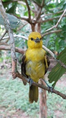 Icterus nigrogularis
