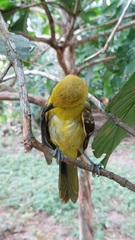 Icterus nigrogularis