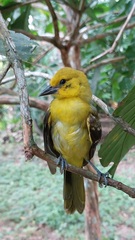 Icterus nigrogularis