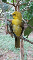 Icterus nigrogularis