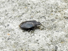 Antiteuchus tripterus