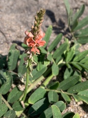 Indigofera hendecaphylla