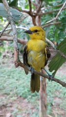 Icterus nigrogularis