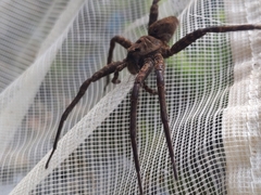 Dolomedes vittatus