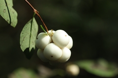 Symphoricarpos mollis