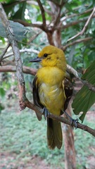Icterus nigrogularis