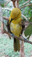 Icterus nigrogularis