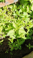 Urtica dioica