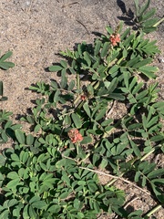 Indigofera hendecaphylla