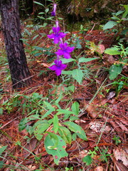 Lobelia sinaloae