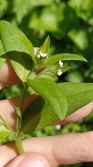 Myosotis sparsiflora