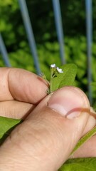 Myosotis sparsiflora