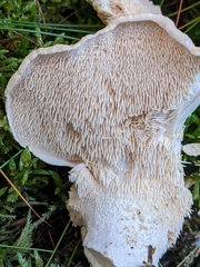 Hydnum repandum