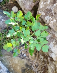 Notobubon galbanum