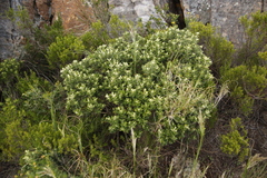 Phylica buxifolia