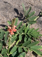 Indigofera hendecaphylla