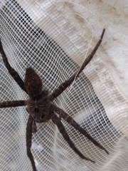 Dolomedes vittatus