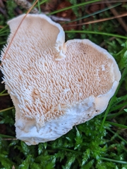 Hydnum repandum