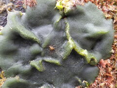 Codium adhaerens